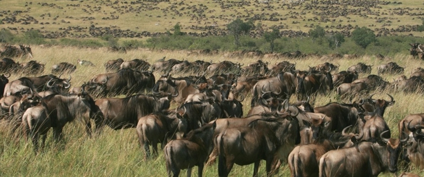Kenya’s Timeless Safari Landscapes - Where Wildlife Meets Wonder